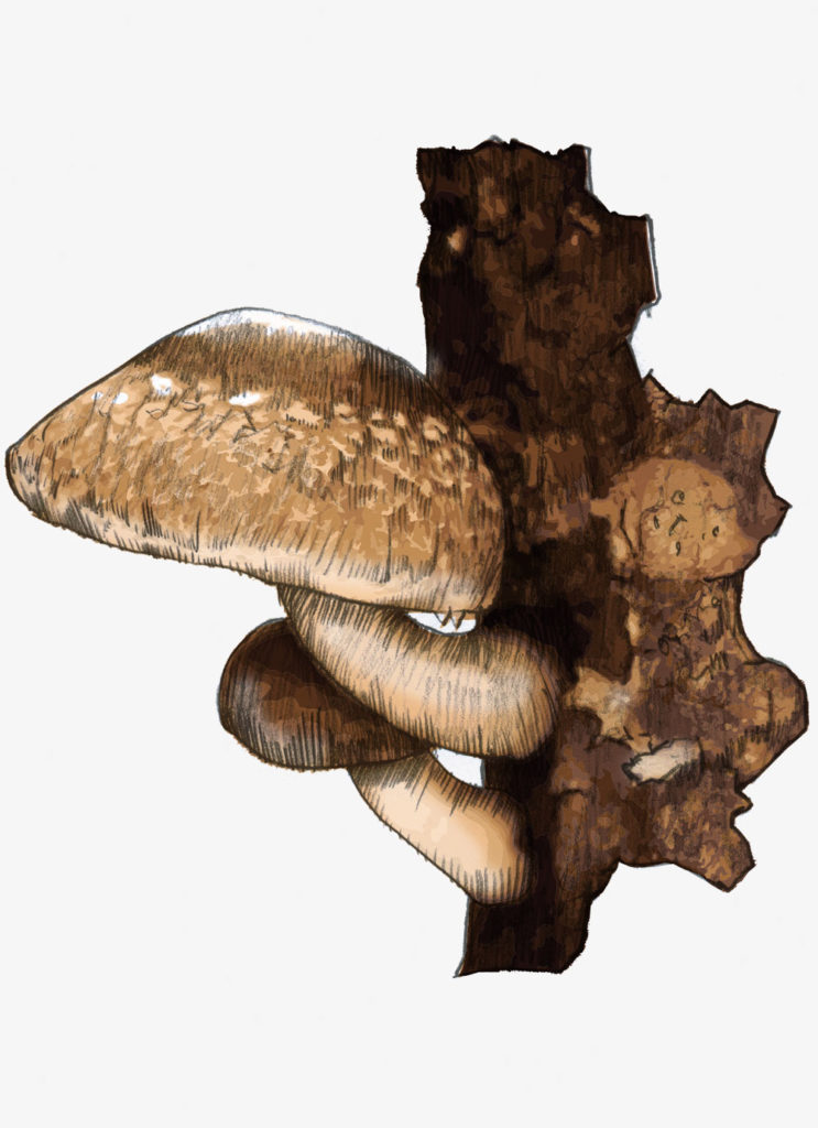 shiitake 1