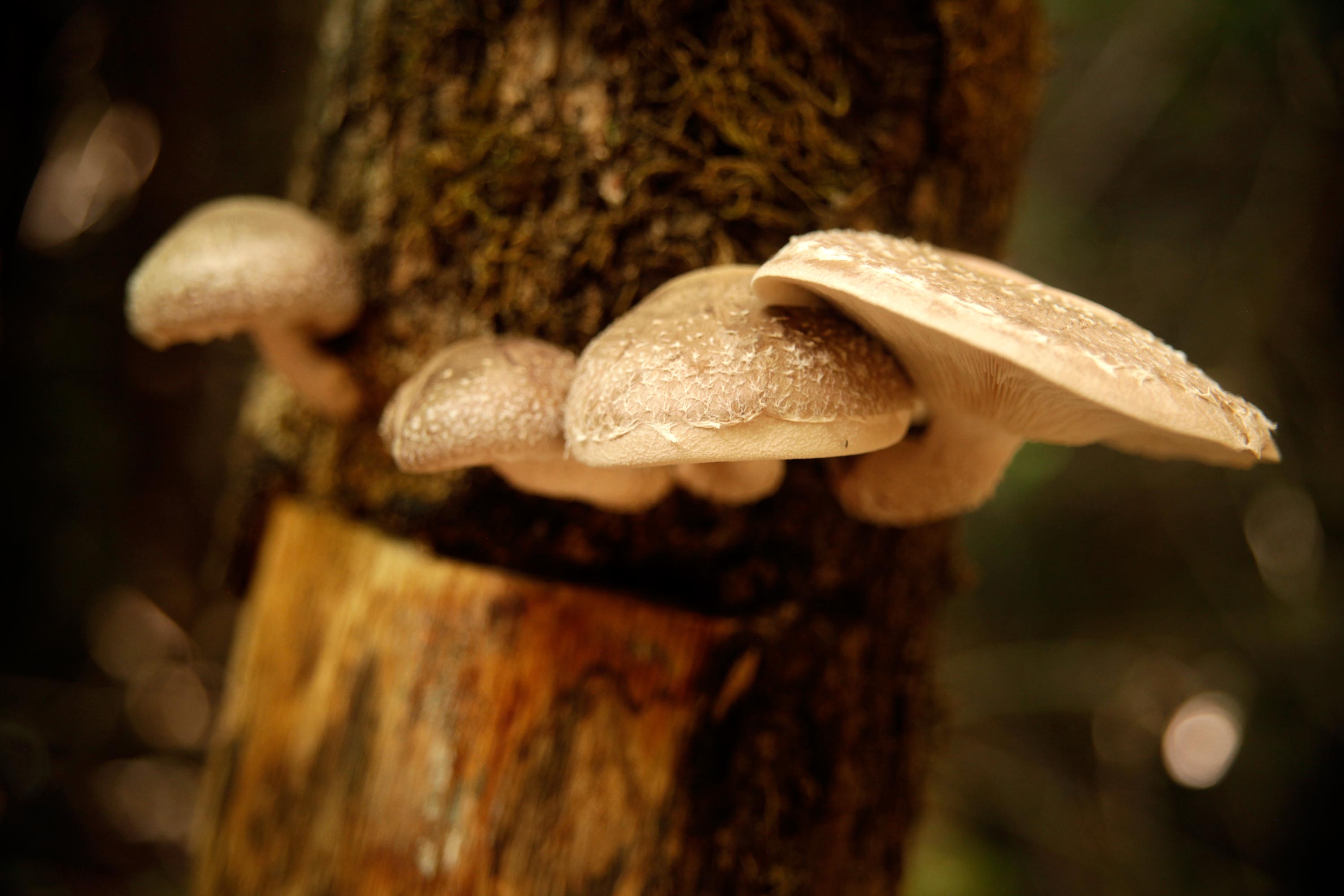 shiitake_MG_5778